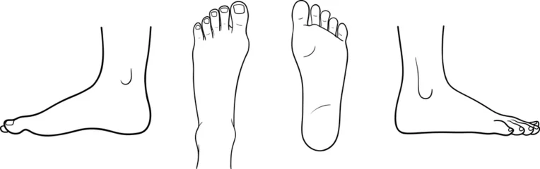 Fotobehang Human foot top back inner outer view vector illustration, male female anatomy line art © Olga Begak Art