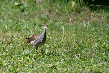 Eurasian common moorhen (Gallinula chloropus) also known as marsh hen