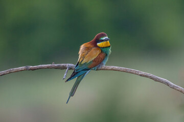 Beautiful nature scene with European bee-eater Merops apiaster. Merops apiaster in the nature habitat