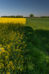 Blooming rapeseed field against the blue sky