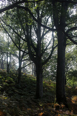 Foret de Rambouillet - Ile-de-France - France