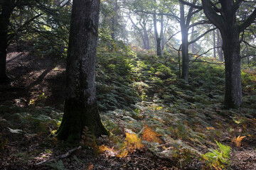Foret de Rambouillet - Ile-de-France - France
