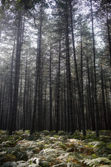Foret de Rambouillet - Ile-de-France - France