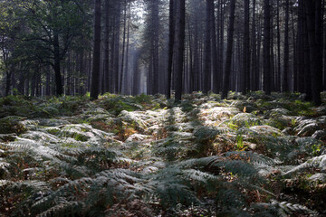 Foret de Rambouillet - Ile-de-France - France