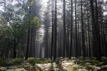 Foret de Rambouillet - Ile-de-France - France