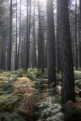 Obraz premium Foret de Rambouillet - Ile-de-France - France