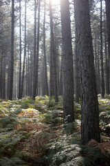 Foret de Rambouillet - Ile-de-France - France