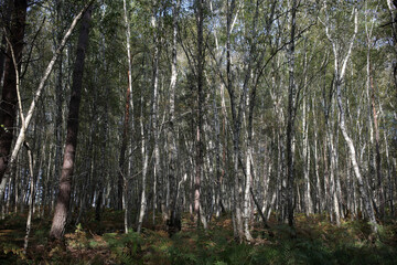 Foret de Rambouillet - Ile-de-France - France