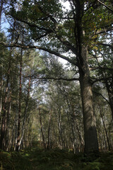 Foret de Rambouillet - Ile-de-France - France