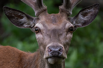 Paterdavidshert  | Paterdavid deer