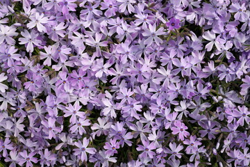 Full Frame Macro Close up of Beautiful Purple Lavender Phlox Subulata, Moss Phlox, or Creeping Phlox