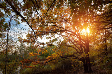 Autumn landscape, colorful autumn nature in nice sunny weather at sunset. Autumn oak forest.