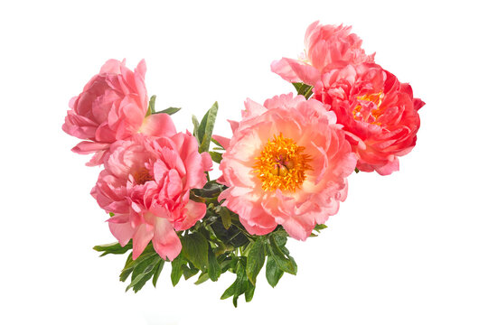 Beautiful pink peonies flowers isolated on white background