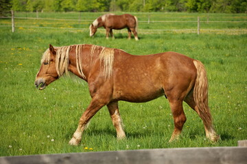 Naklejka na ściany i meble A Male Flaxen Chestnut Horse Stallion Colt Walking Through a Pasture Meadow between grazing