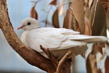 White dove sitting on a tree branch