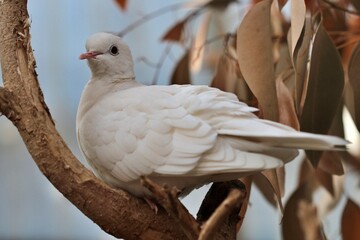 White dove sitting on a tree branch