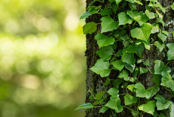 ivy © Gabriele