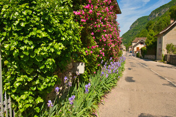 Blütezeit im Bugey in Frankreich