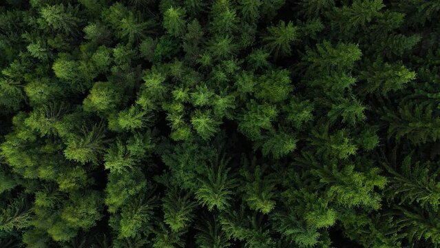 Top down view of the coniferous forest growing on the slopes of the mountains