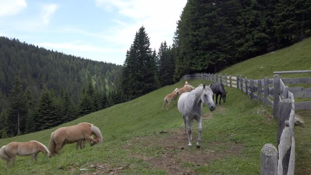 Horses grazing on meadow in the Dolomites, Italy