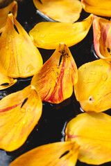 Yellow-red tulip petals on the surface of the water, desktop wallpaper, screensaver for your phone and computer. View from above.