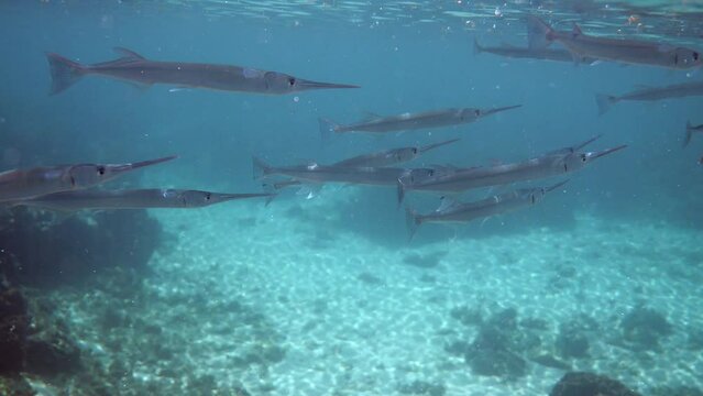 School of reef needlefish or Belonidae hunting on a coral reef. Snorkeling scuba and diving background. Underwater video of marine wild life. Group of predator fishes swimming in sun rays