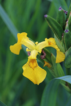 Yellow Flag Iris Flower