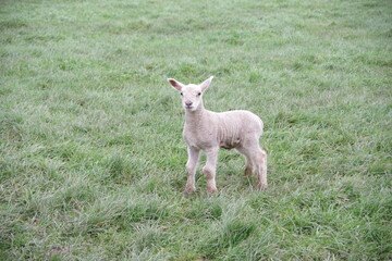 Obraz premium baby goat eating grass