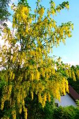 Naklejka premium Goldregen als Hausbaum