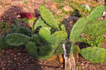 Photograph of beautiful cacti planted in the ground.