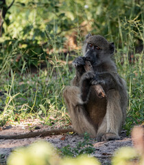 baboon sitting on the ground
