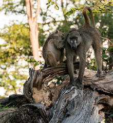 a baboon sitting on a tree