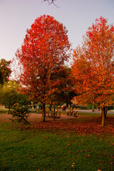 autumn tree in the park