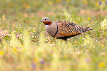 Black Bellied Sandgrouse between Flowers
