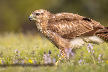 Buzzard perched in grass