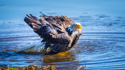 Bald Eagle (Haliaeetus leucocephalus) taking a bath in a river in Alaska, USA
