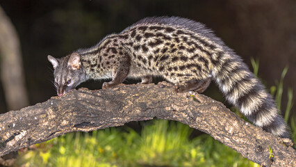 Common Genet on Trunk at Night