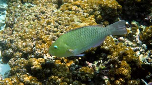 Underwater video of violet-lined parrotfish or scarus globiceps swimming among tropical coral reefs. Scuba diving or snorkeling. Travel and enjoy sea wildlife in Thailand. Biodiversity and ecosystem