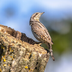 Eurasian wryneck camouflaged bird in breeding habitat
