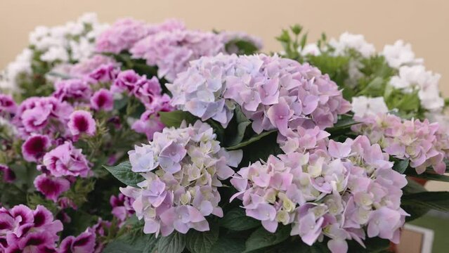 Beautiful blooming hydrangea flowers in garden.