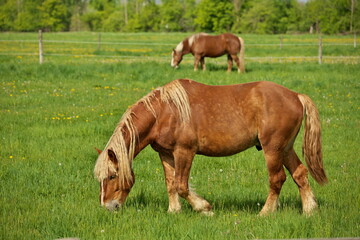 Naklejka na ściany i meble A Male Flaxen Chestnut Horse Stallion Colt Grazing in a Pasture Meadow on a Sunny Day