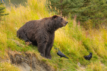 Brown bear (Ursus arctos) sitting in grass on slope of hill in company of two ravens