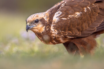 Marsh harrier female close up