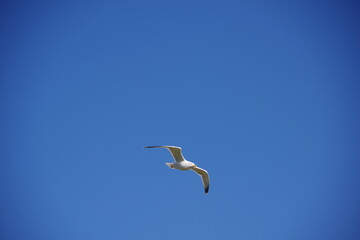 seagull in flight