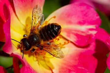 Bees collecting pollen from flowers. Collecting bees. Winged insects. Bee perched on a flower with red petals and yellow pistils.