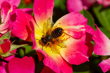 Fototapete bei efototapeten.de bestellen   