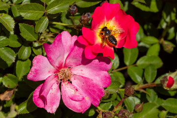 Fototapete bei efototapeten.de bestellen   