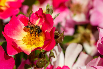 Fototapete bei efototapeten.de bestellen   