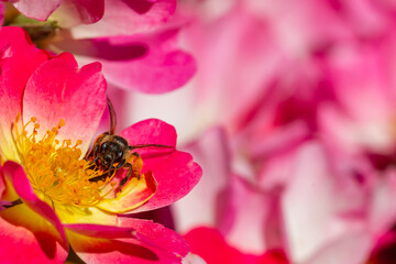 Bees collecting pollen from flowers. Collecting bees. Winged insects. Bee perched on a flower with red petals and yellow pistils.