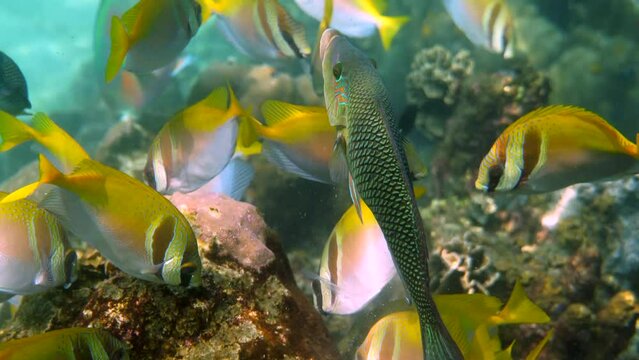 School of Virgate rabbitfish or siganus virgatus or Two Barred Rabbitfish swimming among tropical coral reef. Underwater video of group of yellow colourful rabbit fishes on scuba diving or snorkeling